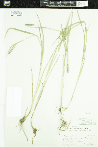 Phleum pratense image