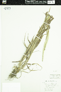 Phleum pratense image