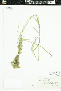 Phleum pratense image