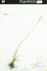 Phleum pratense image