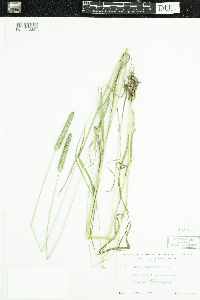 Phleum pratense image