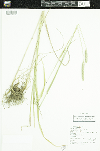 Phleum pratense image