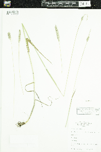 Phleum pratense image