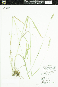 Phleum pratense image