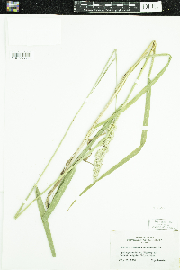 Phalaris arundinacea image