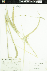 Phalaris arundinacea image