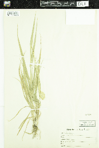 Phalaris canariensis image