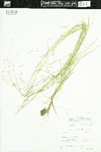 Image of Panicum brachyanthum