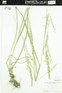 Image of Panicum anceps