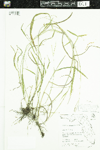 Image of Paspalum conjugatum