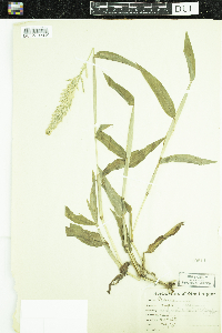 Image of Paspalum racemosum