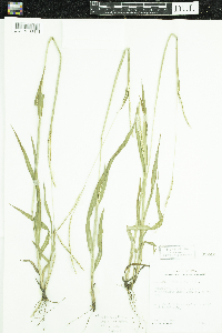 Image of Paspalum setaceum