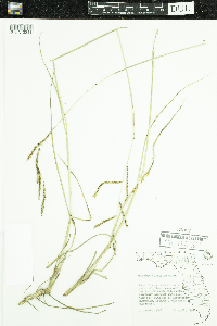 Image of Paspalum plicatulum