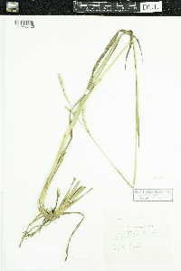 Image of Paspalum floridanum