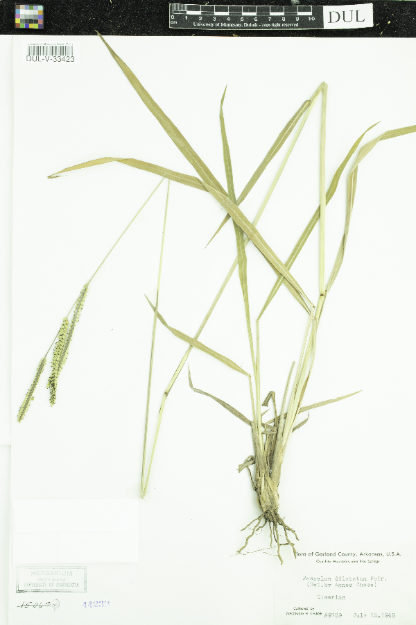 Paspalum image