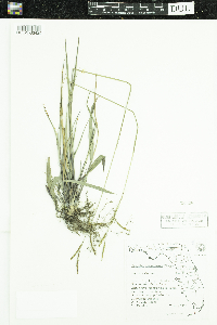 Image of Paspalum caespitosum