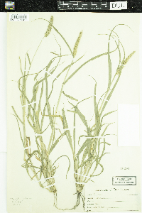 Image of Cenchrus setiger