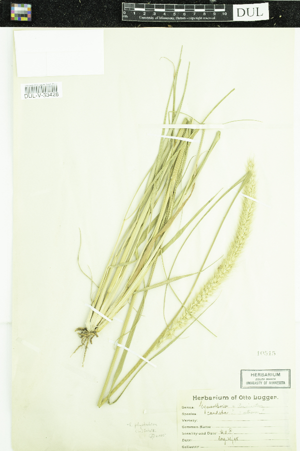 Pennisetum polystachion subsp. setosum image