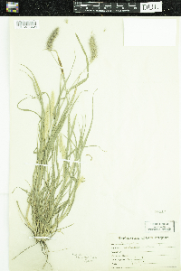 Image of Cenchrus ciliaris