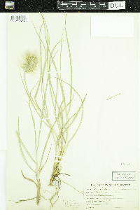 Image of Cenchrus clandestinus