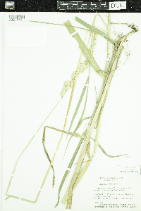 Phalaris arundinacea image