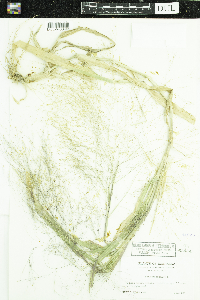 Panicum capillare image