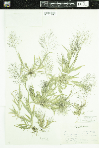 Panicum capillare image