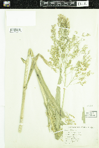 Panicum miliaceum image