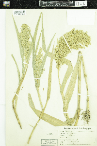 Panicum miliaceum image