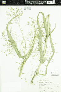 Panicum miliaceum image