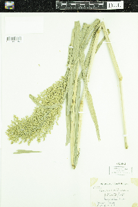 Panicum miliaceum image