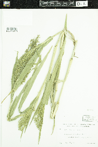 Panicum miliaceum image