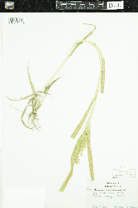 Panicum miliaceum image