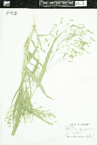 Panicum miliaceum image