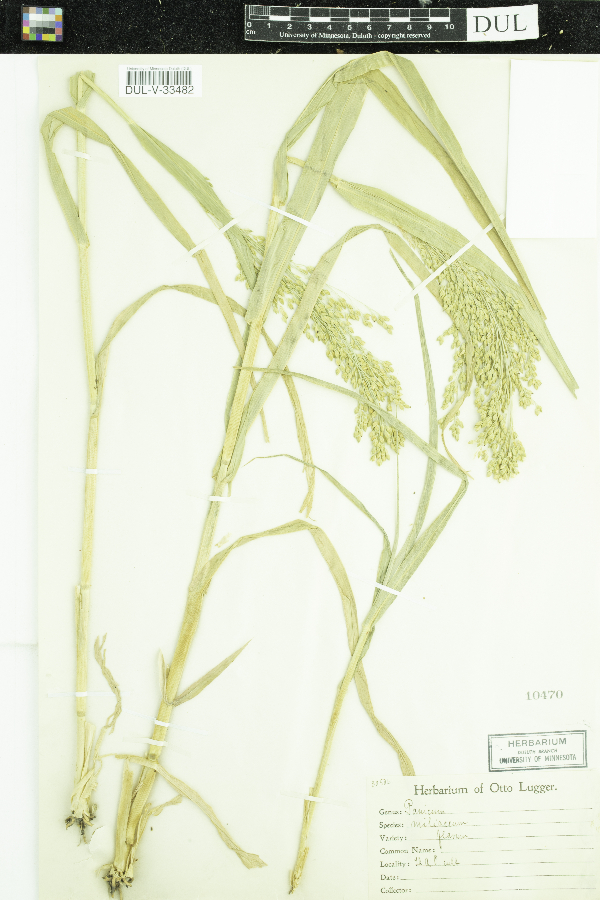 Panicum miliaceum var. flavum image