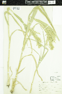 Panicum miliaceum image