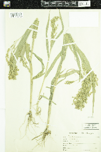 Panicum miliaceum image