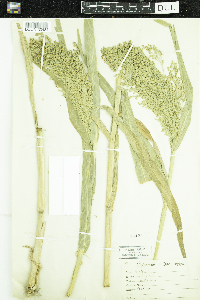 Panicum miliaceum image