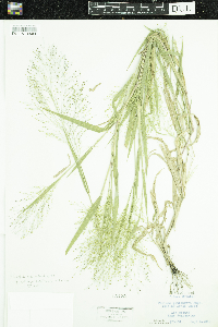 Image of Panicum gattingeri