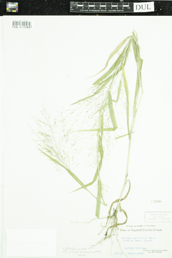 Panicum gattingeri image