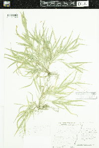 Panicum gattingeri image