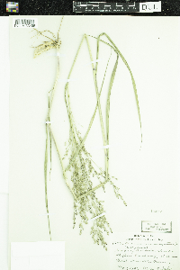 Panicum virgatum image