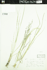 Panicum virgatum image