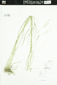 Panicum virgatum image