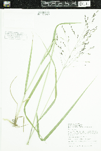 Panicum virgatum image