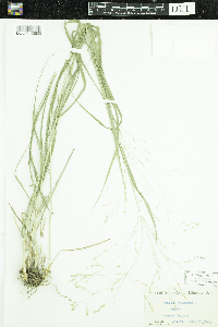 Panicum virgatum image