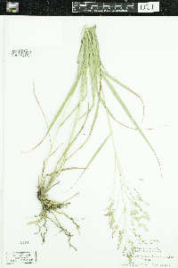 Panicum virgatum image