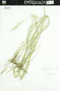 Panicum virgatum image