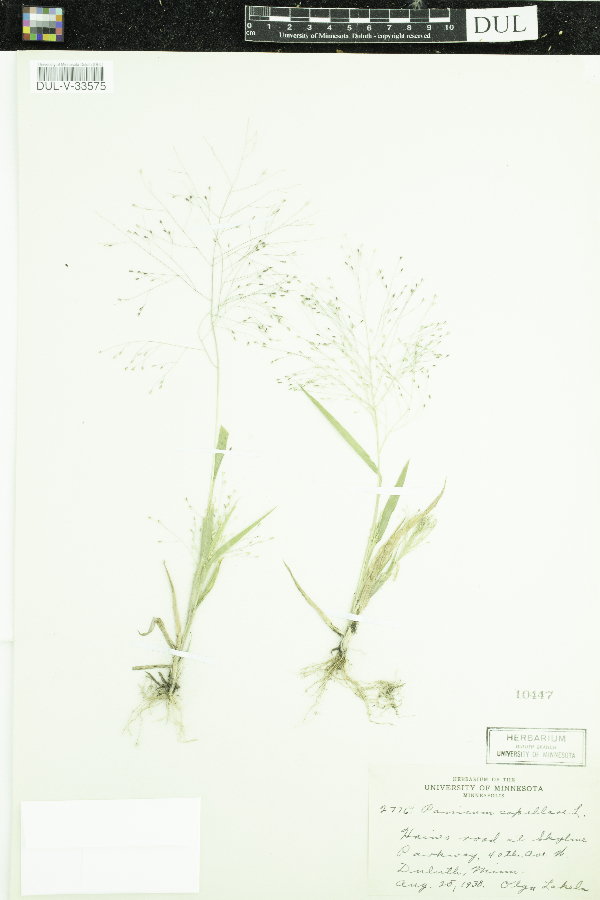 Panicum capillare image