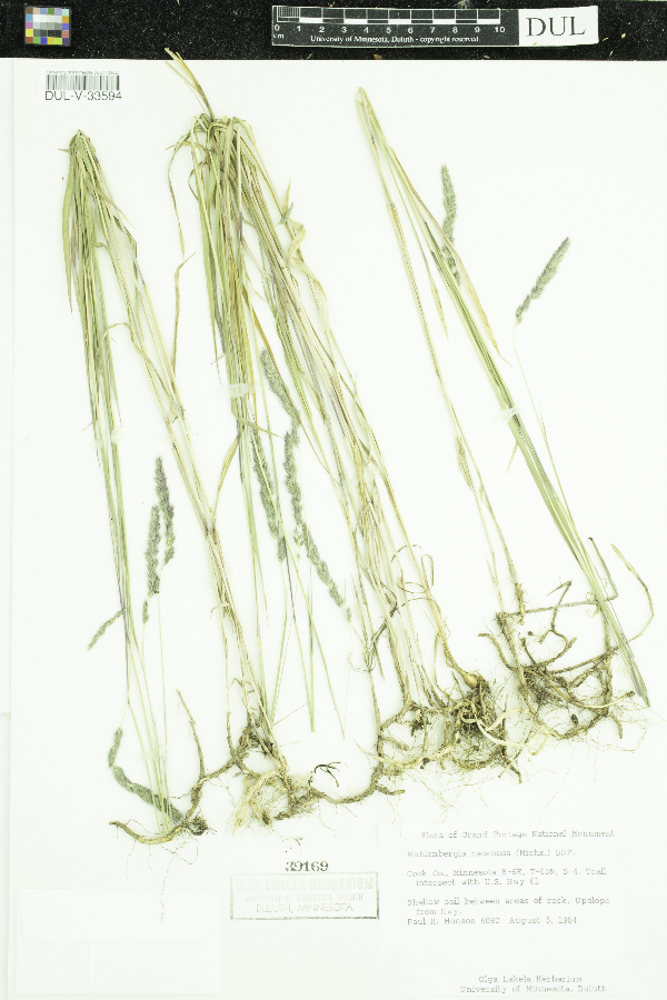 Muhlenbergia racemosa image